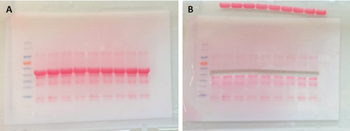 Poncau staining of PVDF membrane